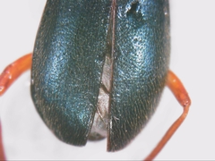 Brachinus crepitans