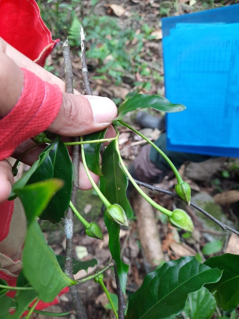 Miliusa macrocarpa