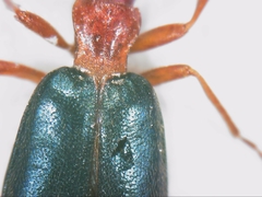 Brachinus crepitans