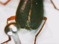 Brachinus crepitans