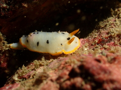 Chromodoris orientalis