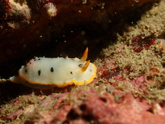 Chromodoris orientalis