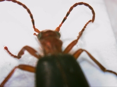 Brachinus crepitans