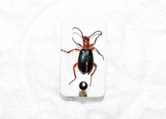 Brachinus crepitans