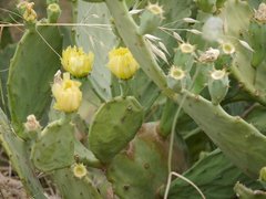 Opuntia anahuacensis