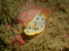 Chromodoris orientalis