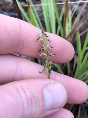 Genoplesium despectans