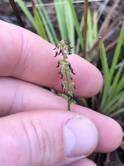 Genoplesium despectans