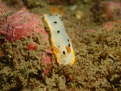 Chromodoris orientalis