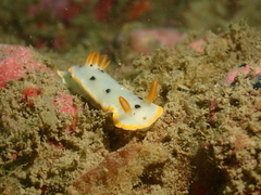Chromodoris orientalis