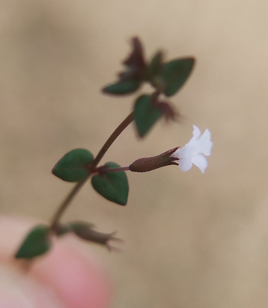 Micromeria filiformis