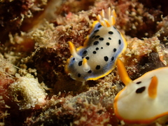 Hypselodoris placida