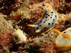 Hypselodoris placida