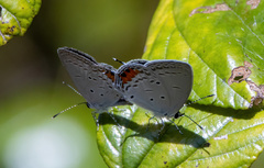 Everes lacturnus