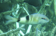 Parupeneus crassilabris