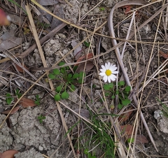 Bellium bellidioides
