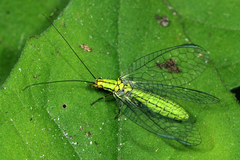 Hypochrysa elegans