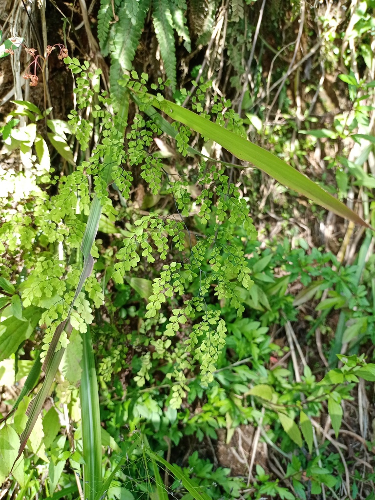 Tibetan Maidenhair Fern