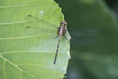 Pornothemis starrei