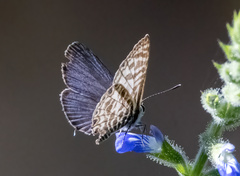 Leptotes plinius