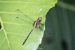 Pornothemis starrei