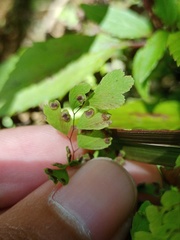 Adiantum tibeticum