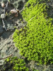 Syntrichia antarctica