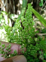 Adiantum tibeticum