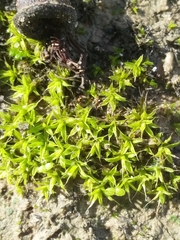 Syntrichia antarctica