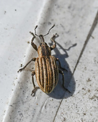Hypera conmaculata