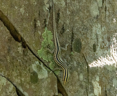 Cryptoblepharus leschenault