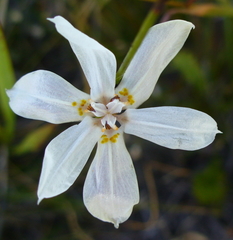 Moraea viscaria