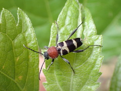 Xylotrechus rufilius