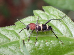 Xylotrechus rufilius