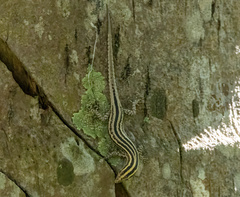 Cryptoblepharus leschenault