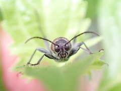 Xylotrechus rufilius