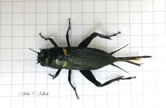 Gryllus bimaculatus