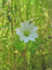Cerastium nemorale