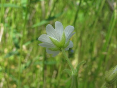 Cerastium nemorale