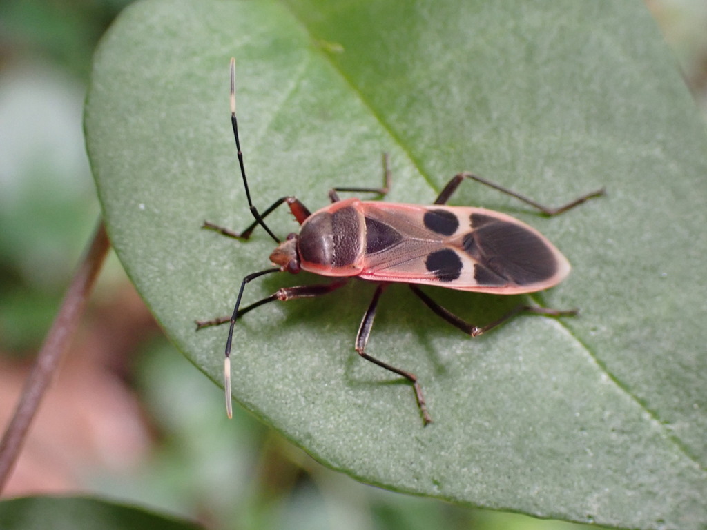 Physopelta gutta from 台灣彰化縣芬園鄉 on May 29, 2022 at 09:54 AM by 林棋欽 ...