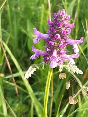 Betonica officinalis