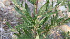 Searsia angustifolia
