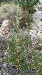 Searsia angustifolia