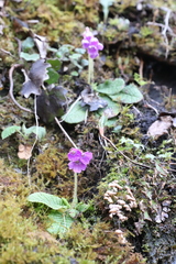 Primula ovalifolia