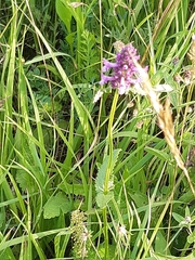 Betonica officinalis