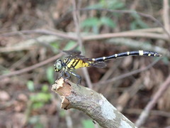 Lamelligomphus formosanus