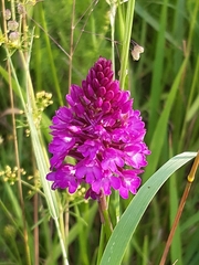 Anacamptis pyramidalis