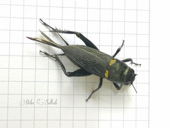 Gryllus bimaculatus