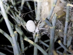 Stegodyphus lineatus