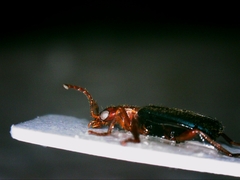 Brachinus crepitans